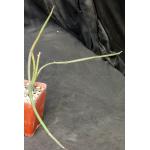 Seyrigia humbertii x gracilis 4-inch pots