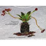 T-shirt, Euphorbia pachypodioides, XL, gray