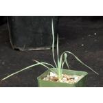 Yucca reverchonii 4-inch pots