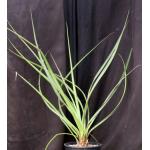 Yucca grandiflora 2-gallon pots