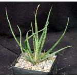 Aloe albiflora one-gallon pots