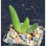 Aloe barbara-jeppeae 2-inch pots