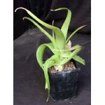 Aloe bosseri 5-inch pots