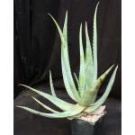 Aloe chaubaudii var. chaubaudii (Matopos form) 5-inch pots