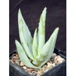 Aloe claviflora 5-inch pots