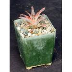 Aloe cv Oik 4-inch pots