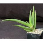 Aloe fleurentiniorum 5-inch pots