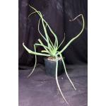 Aloe macra one-gallon pots
