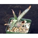 Aloe monotropa 4-inch pots