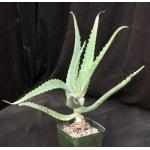 Aloe niebuhriana 5-inch pots