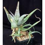 Aloe niensiensis one-gallon pots