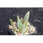Aloe ramosissima 2-inch pots