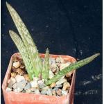 Aloe shadensis 3-inch pots