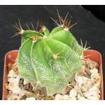 Astrophytum ornatum 4-inch pots