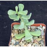 Ceraria pygmaea 4-inch pots