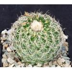 Discocactus araneispinus 5-inch pots