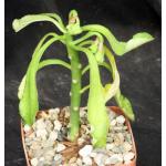 Endadenium gossweileri 4-inch pots