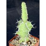 Euphorbia adjurana 4-inch pots