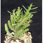 Euphorbia grandidens 5-inch pots
