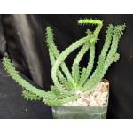 Euphorbia inermis var. inermis 5-inch pots
