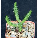 Euphorbia inermis var. huttonae 3-inch pots