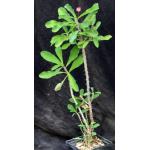 Euphorbia milii var. roseana 5-inch pots