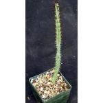 Euphorbia sp. (Singida Province, Tanzania; ES 2119) 3-inch pots