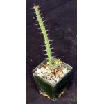 Euphorbia uhligiana 3-inch pots