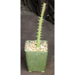 Euphorbia uhligiana 4-inch pots