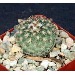 Gymnocactus ysabelae 4-inch pots