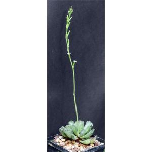 Adromischus cristatus 5-inch pots