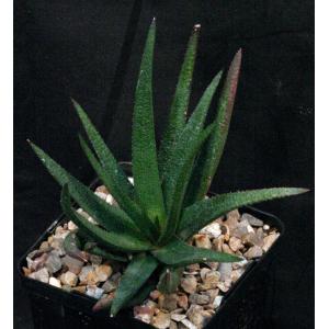 Aloe cv Black Beauty 5-inch pots