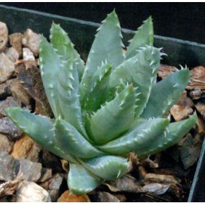 Aloe brevifolia var. brevifolia 4-inch pots
