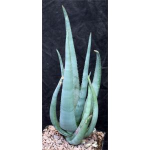 Aloe cryptopoda hybrids one-gallon pots