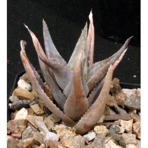 Aloe deltoideodonta var. candicans 4-inch pots
