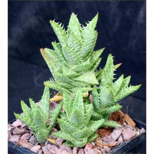 Aloe juvenna 5-inch pots