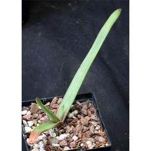Aloe mudenensis 4-inch pots