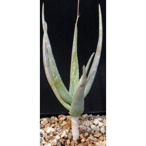 Aloe ambigens one-gallon pots