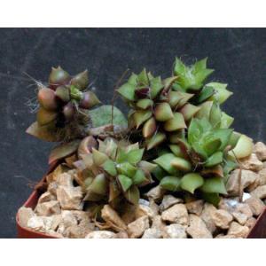 Anacampseros densifolia 4-inch pots