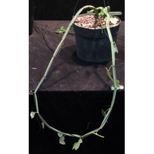 Cissus quadrangularis var. aculeatangula (WY 1173) 8-inch pots