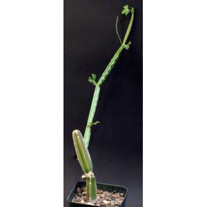 Cissus cactiformis 4-inch pots
