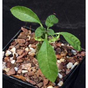 Dorstenia hybrid 5-inch pots