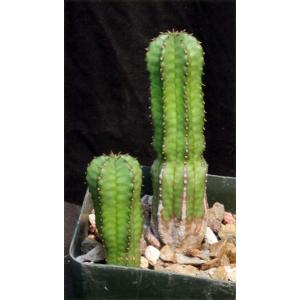 Euphorbia anoplia 4-inch pots