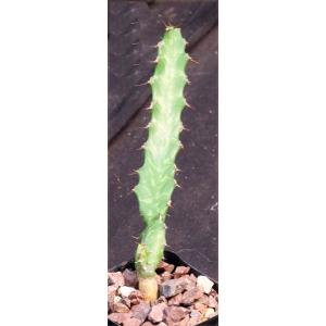 Euphorbia enormis 2-inch pots
