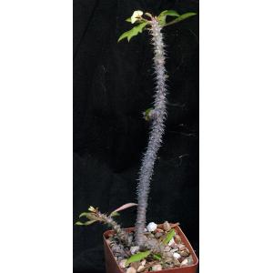 Euphorbia milii hybrid (Wong 3) 4-inch pots