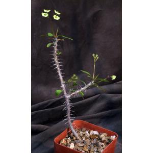 Euphorbia milii ‘antifakiensis‘ 4-inch pots