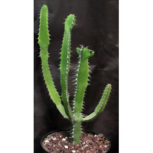 Euphorbia parciramulosa 8-inch pots