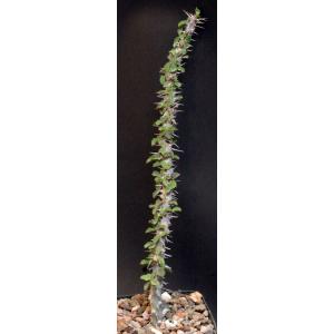 Euphorbia croizatii 5-inch pots