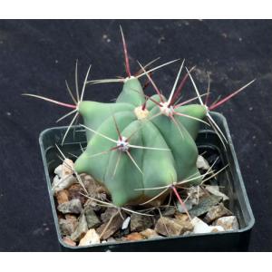 Ferocactus rectispinus 3-inch pots