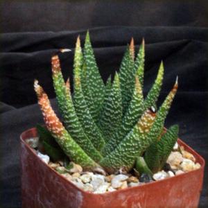 Gasterhaworthia cv ‘Minima‘ 4-inch pots